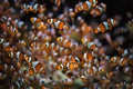 Clown Anemonefish Amphiprion ocellaris Royalty Free Stock Photo