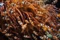 Clown Anemonefish Amphiprion ocellaris Royalty Free Stock Photo