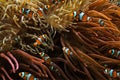 Clown Anemonefish Amphiprion ocellaris Royalty Free Stock Photo