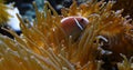 Clown Anemonefish, Amphiprion ocellaris, in Leathery Sea Anemone, heteractis crispa Royalty Free Stock Photo