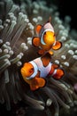 Clown anemonefish (Amphiprion ocellaris) in a sea anemone
