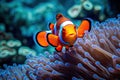 Clown anemonefish Amphiprion ocellaris in a sea anemone, Clownfish swimming among the vibrant corals, AI Generated Royalty Free Stock Photo