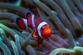 Clown Anemonefish - Amphiprion ocellaris, small beautiful colored ocean fish from Asian and Australian ocean reefs Royalty Free Stock Photo