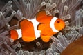 Clown Anemonefish, Amphiprion ocellaris Royalty Free Stock Photo