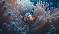 Clown anemonefish (Amphiprion percula) in anemone.