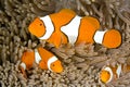 Clown Anemonefish, Amphiprion percula Royalty Free Stock Photo