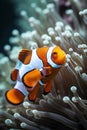 Clown anemonefish (Amphiprion percula) in a sea anemone Royalty Free Stock Photo