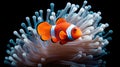 Clown anemonefish (Amphiprion percula) in the sea anemone, isolated on black background. Generative AI Royalty Free Stock Photo