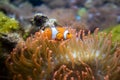 Clown Anemonefish, Amphiprion percula, swimming among the tentacles Royalty Free Stock Photo