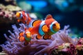 Clown Anemonefish, Amphiprion percula, swimming among the tentacles of its anemone home.