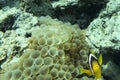 Clown Anemonefish, Amphiprion percula, swimming among the tentacles of its anemone home. , Bali, Indonesia