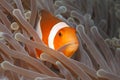Clown Anemonefish, Amphiprion percula Royalty Free Stock Photo