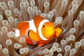 Clown Anemonefish, Amphiprion percula Royalty Free Stock Photo