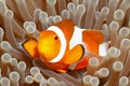 Clown Anemonefish, Amphiprion percula Royalty Free Stock Photo