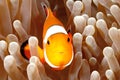 Clown Anemonefish