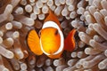 Clown Anemonefish, Amphiprion percula Royalty Free Stock Photo