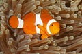 Clown Anemonefish, Amphiprion percula Royalty Free Stock Photo