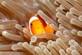 Clown Anemonefish, Amphiprion percula Royalty Free Stock Photo