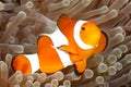 Clown Anemonefish, Amphiprion percula Royalty Free Stock Photo