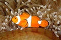 Clown Anemonefish