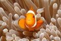 Clown Anemonefish, Amphiprion percula Royalty Free Stock Photo