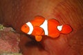 Clown Anemonefish, Amphiprion percula