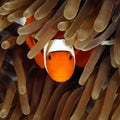 Clown Anemonefish in Anemone Royalty Free Stock Photo