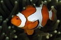 Clown Anemonefish Royalty Free Stock Photo