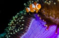 Clown anemonefish hiding in a purple anemone