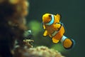 Clown anemonefish, Orange clownfish - Amphiprion percula