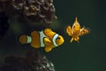 Clown anemonefish, Orange clownfish - Amphiprion percula Royalty Free Stock Photo