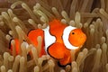 Clown Anemonefish in Sea Anemone