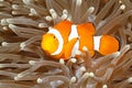 Clown Anemonefish in Sea Anemone Royalty Free Stock Photo