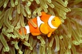 Clown Anemonefish in Sea Anemone