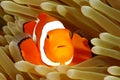 Clown Anemonefish in Sea Anemone