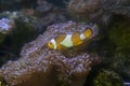 A Clown Anemonefish sheltering and sea anemone Royalty Free Stock Photo