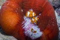 Clown Anemonefish