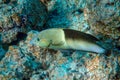 Clown Coris, transition phase - Coris aygula ,fish red sea,Egypt Royalty Free Stock Photo