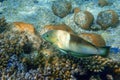 Clown Coris, transition phase - Coris aygula ,fish red sea,Egypt Royalty Free Stock Photo