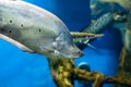 The clown featherback (Chitala ornata), also known as the clown knifefish and spotted knifefish Royalty Free Stock Photo