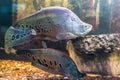 The clown featherback, clown knifefish, or spotted knifefish, Chitala ornata, is a nocturnal tropical fish swimming in the Royalty Free Stock Photo