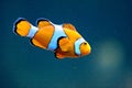 Clown fish Royalty Free Stock Photo