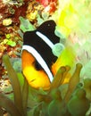 Clown Fish Royalty Free Stock Photo