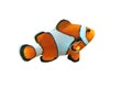 Clown fish Royalty Free Stock Photo