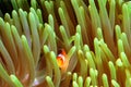 Clown Fish