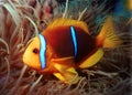 Clown fish Royalty Free Stock Photo