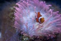 Clown fish Royalty Free Stock Photo
