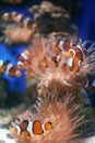 Clown Fish Royalty Free Stock Photo