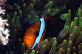Clown Fish Royalty Free Stock Photo