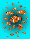 Clown Fish